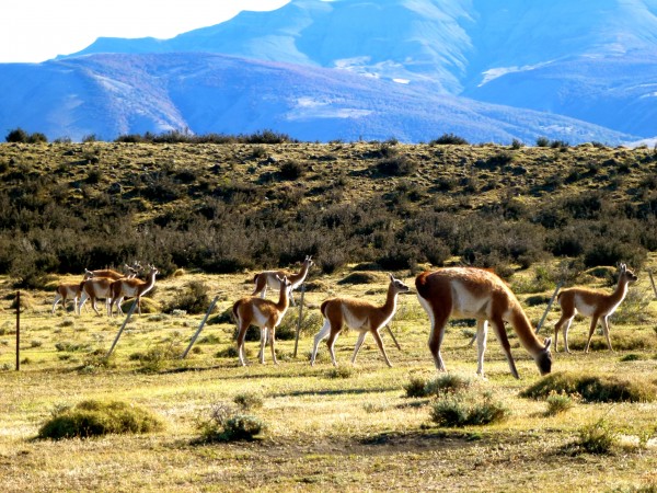 p1000035 Abundant wildlife at Torres del Paine National Park