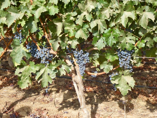 p1000198 Harvest time at Vina VIK