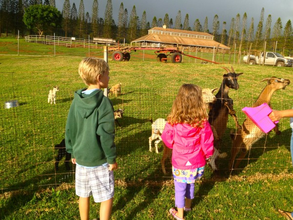 img_0894 Petting farm at the Lodge at Koele