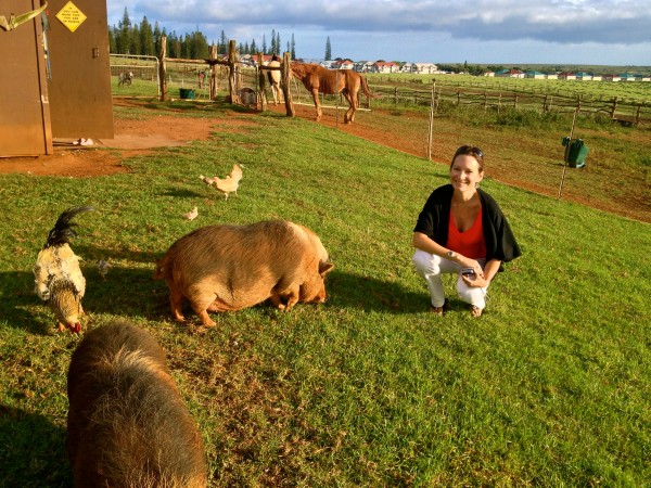 img_0898 Hanging out with Lola and Henry, Koele's resident pot-bellied pigs