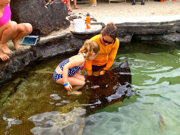 Feeding an eagle ray at Four Seasons Hualalai Eagle ray feeding at Four Seasons Hualalai