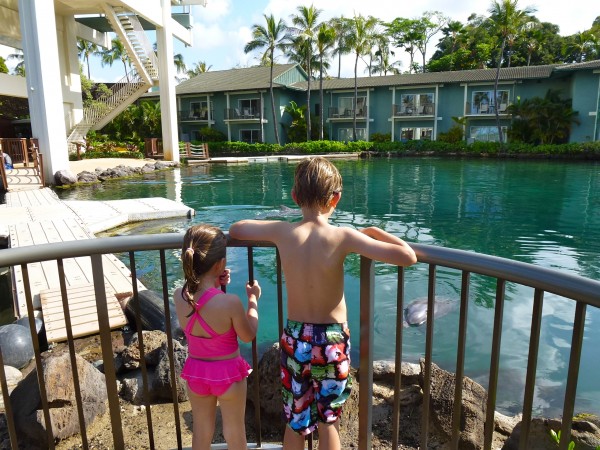 p1010599 Watching the dolphin feeding at The Kahala