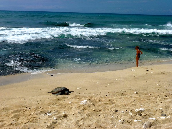 Turtles at Four Seasons Hualalai Turtle are a frequent siting on the beach at Four Seasons Hualalai