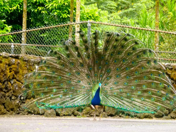 Peacock at the Hilo Zoo Scenes from Hawaii