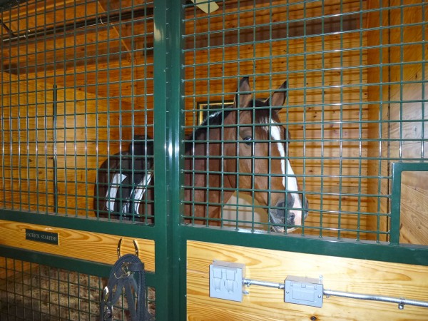 Resident horse at Salamander Resort and Spa One of Salamander Resort and Spa's special residents