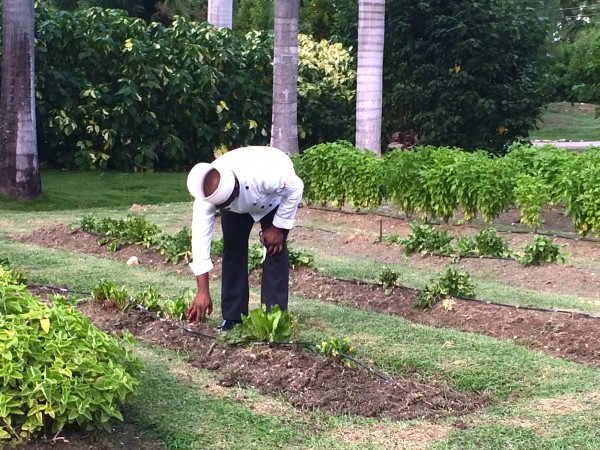 Half Moon chef in herb garden